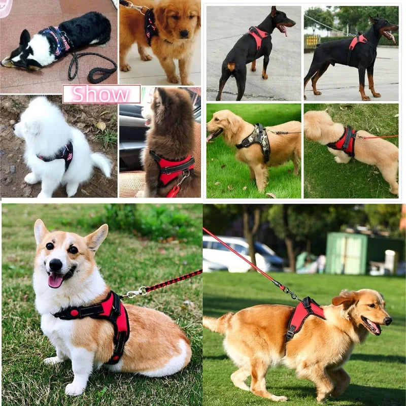Dog Harness