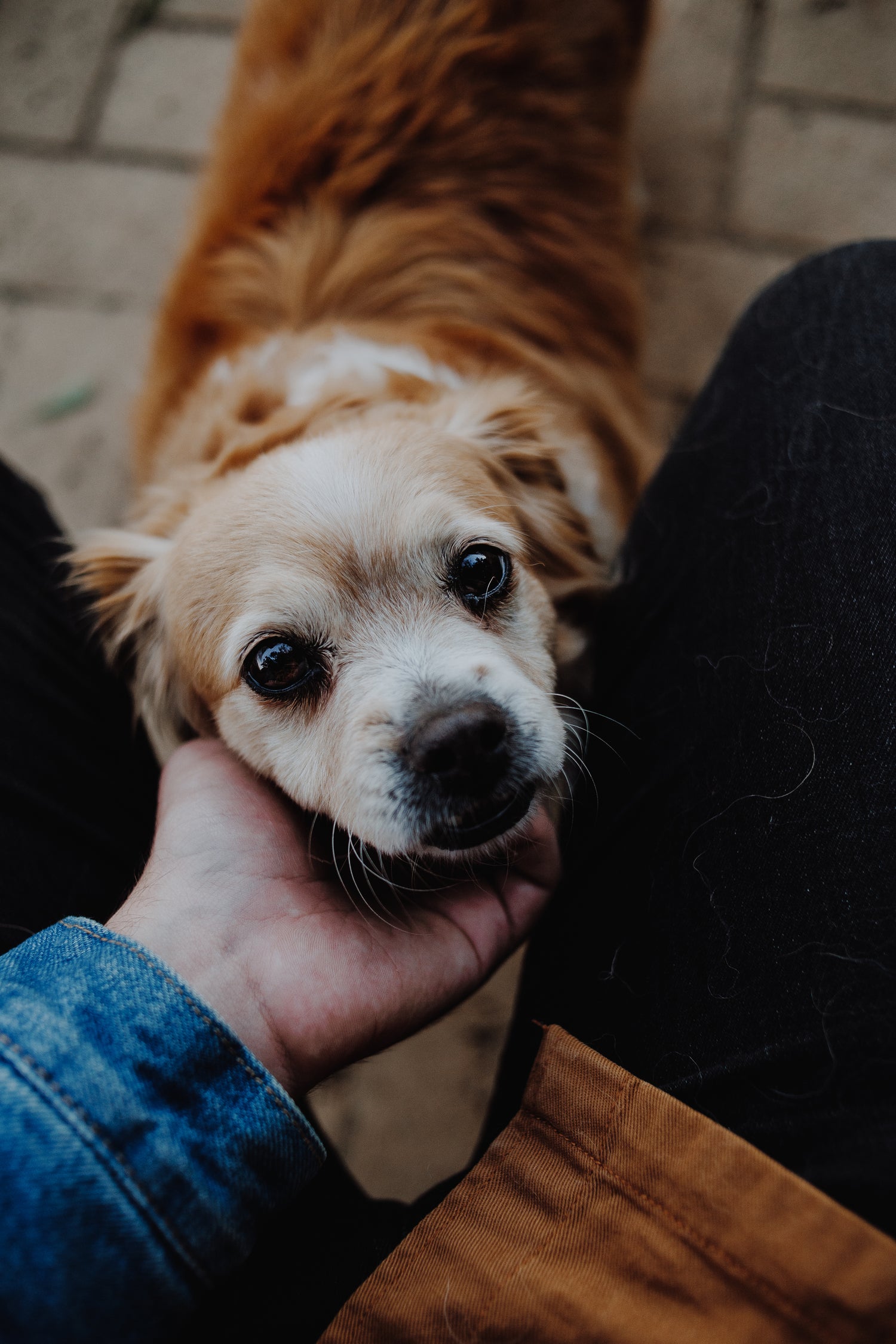 Happy dog close-up – Maxavent hero image